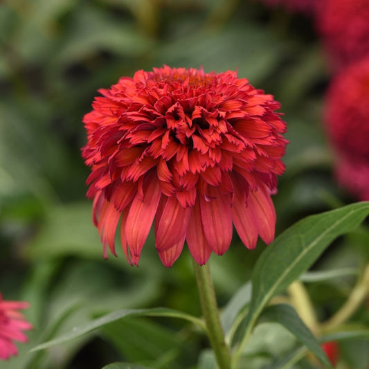Raspberry Deluxe Coneflower - LandscapeDirect