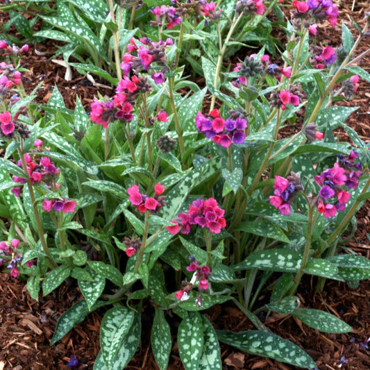 Raspberry Splash Lungwort - LandscapeDirect