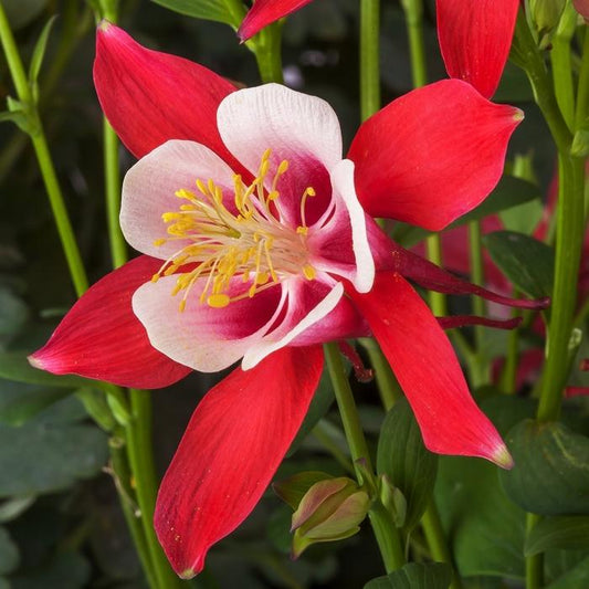 Red and White Columbine - LandscapeDirect