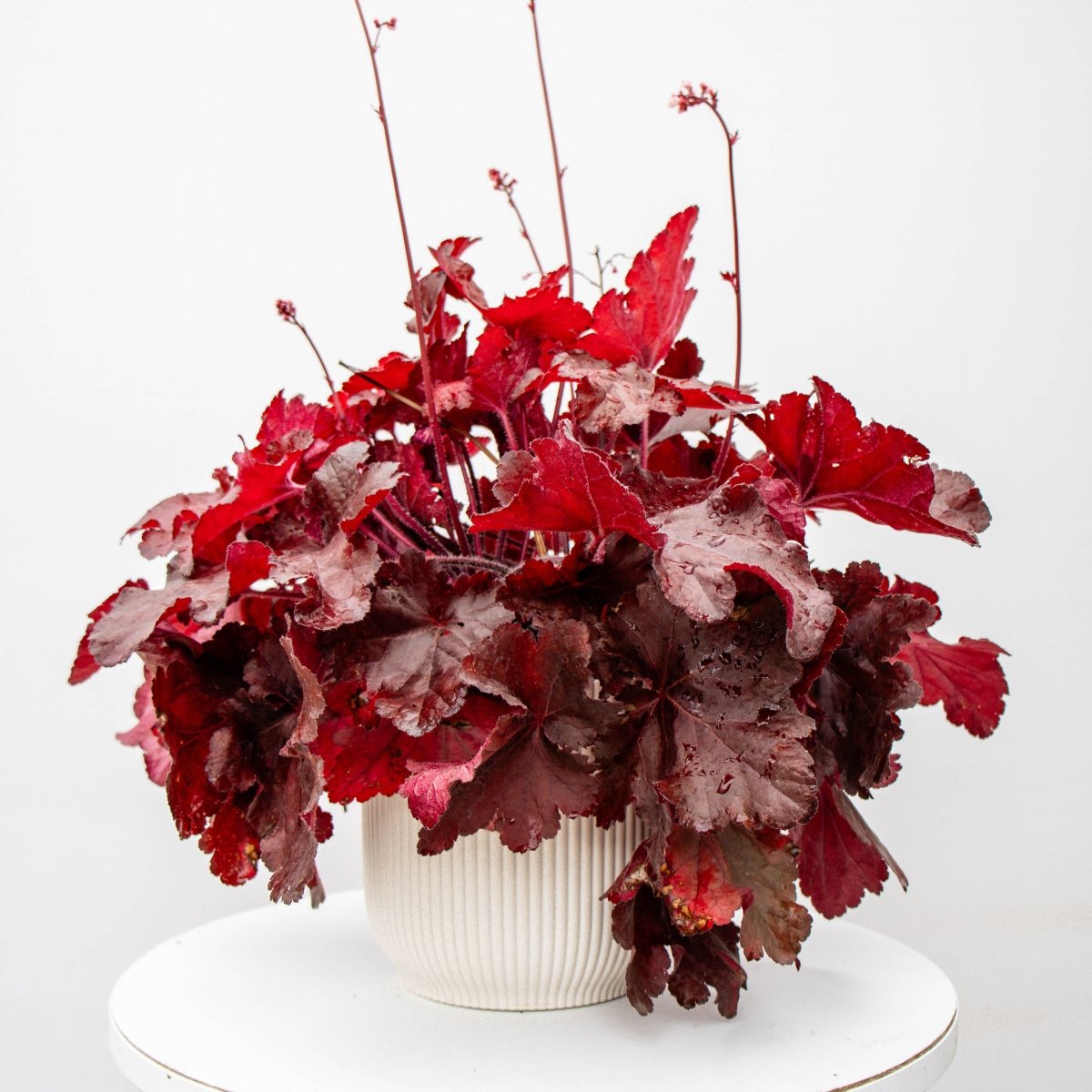 Red Coral Bells - LandscapeDirect