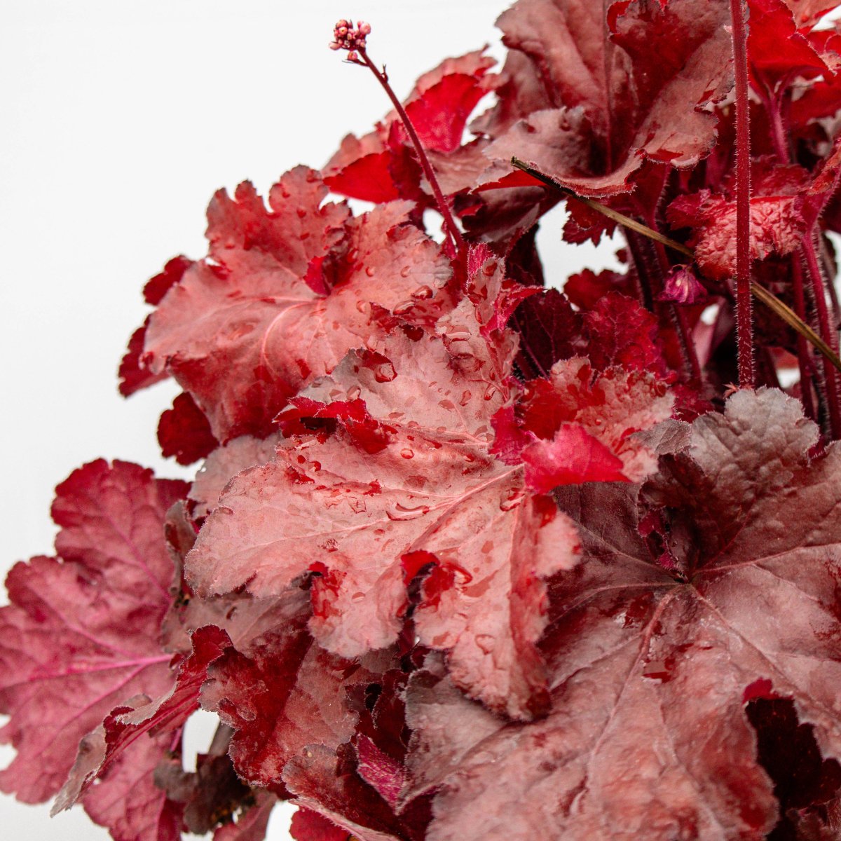 Red Coral Bells - LandscapeDirect