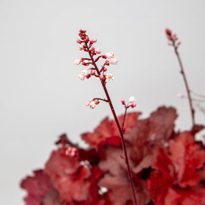 Red Coral Bells - LandscapeDirect