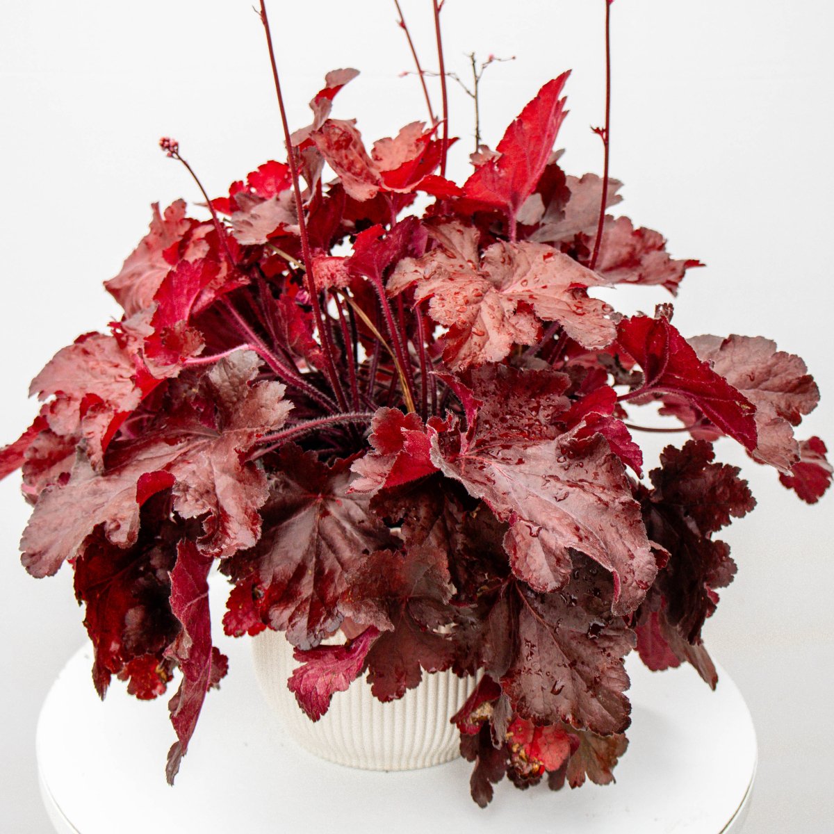 Red Coral Bells - LandscapeDirect