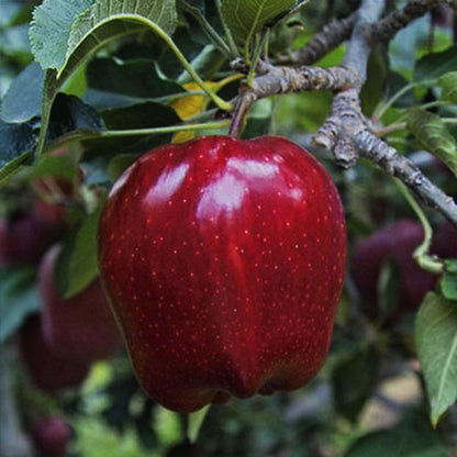 Red Delicious Apple - LandscapeDirect