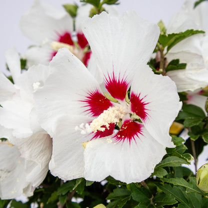 Red Heart Rose of Sharon/Althea - LandscapeDirect