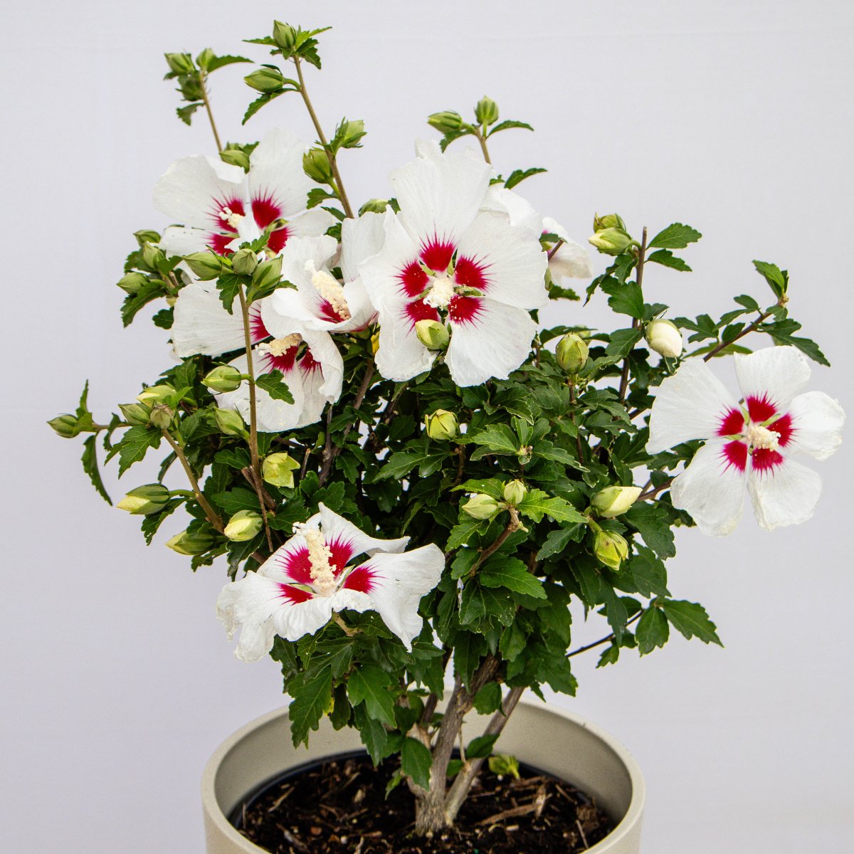 Shop Hibiscus – LandscapeDirect