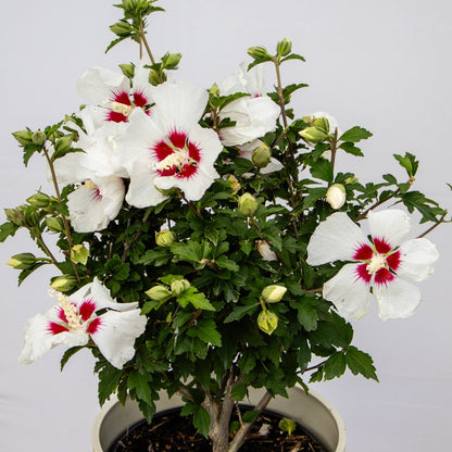 Red Heart Rose of Sharon/Althea - LandscapeDirect