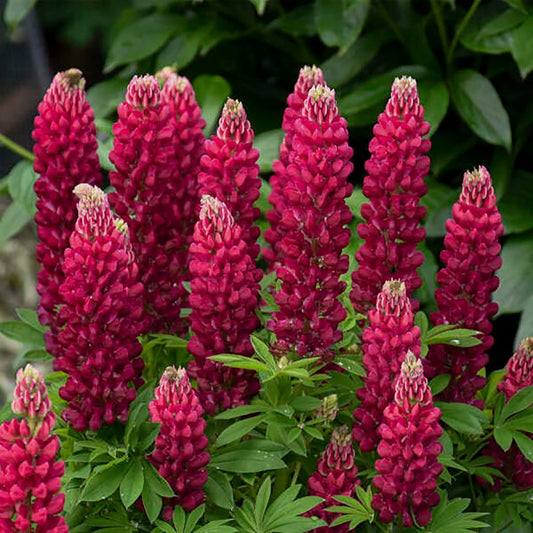 Red Lupine - LandscapeDirect