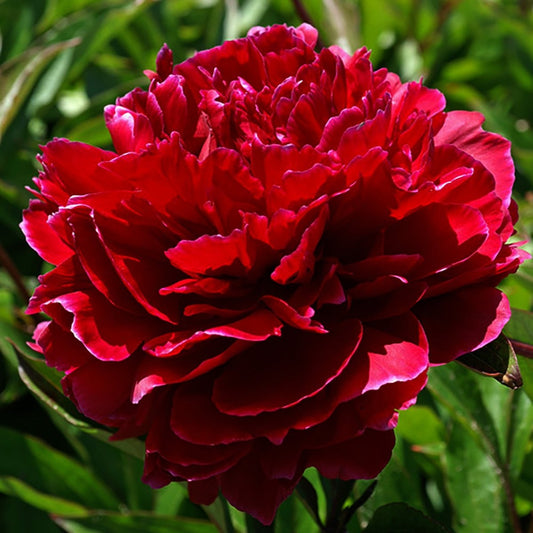 Red Magic Peony - LandscapeDirect
