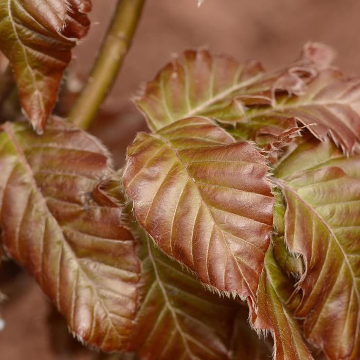 Red Obelisk Beech - LandscapeDirect
