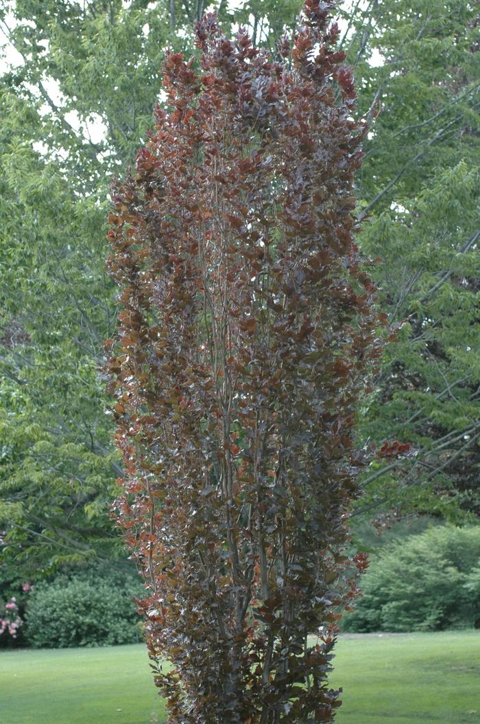 Red Obelisk Beech - LandscapeDirect