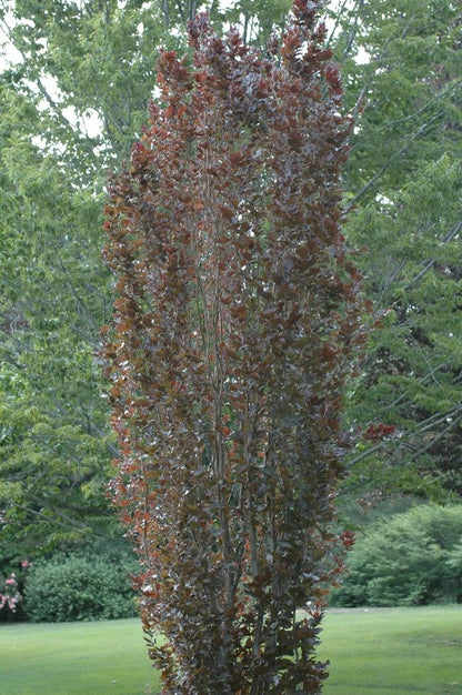 Red Obelisk Beech - LandscapeDirect