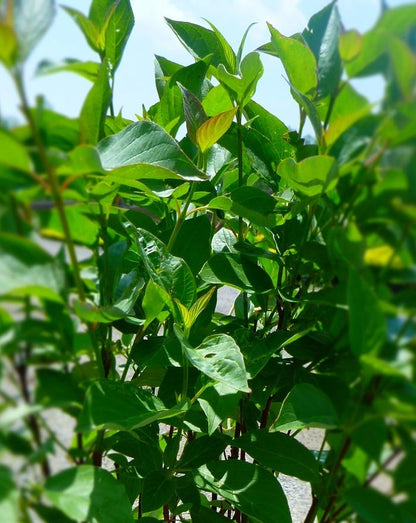 Red Osier Dogwood - LandscapeDirect