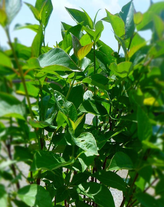 Red Osier Dogwood - LandscapeDirect