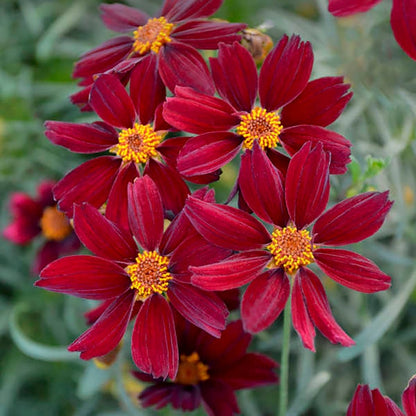 Red Satin Threadleaf Coreopsis - LandscapeDirect