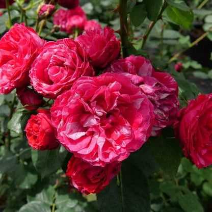 Red Stripe® Landscape Rose - LandscapeDirect