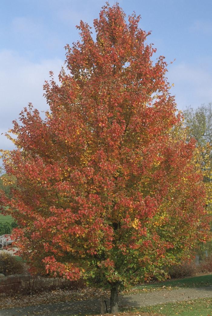 Red Sunset Red Maple - LandscapeDirect