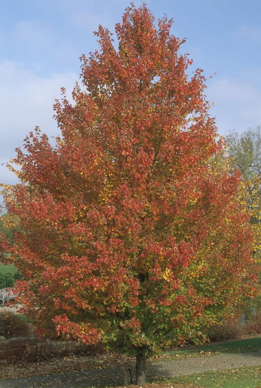 Red Sunset Red Maple - LandscapeDirect