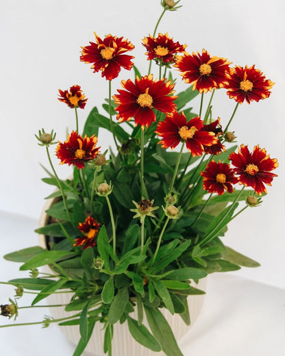 Red Tickseed - LandscapeDirect