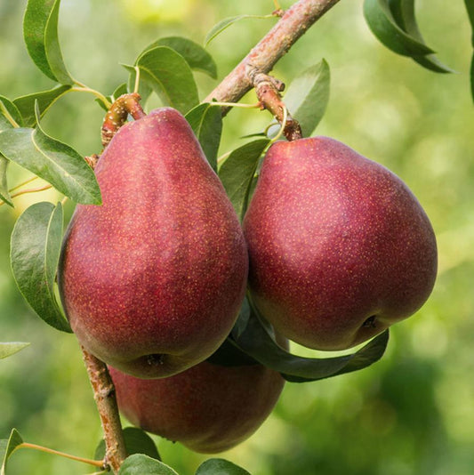 Red Bartlett Pear