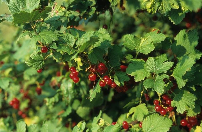 Red Lake Red Currant