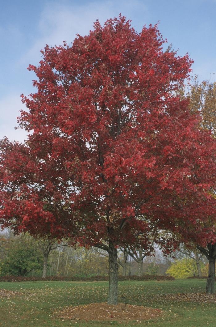 Red Maple