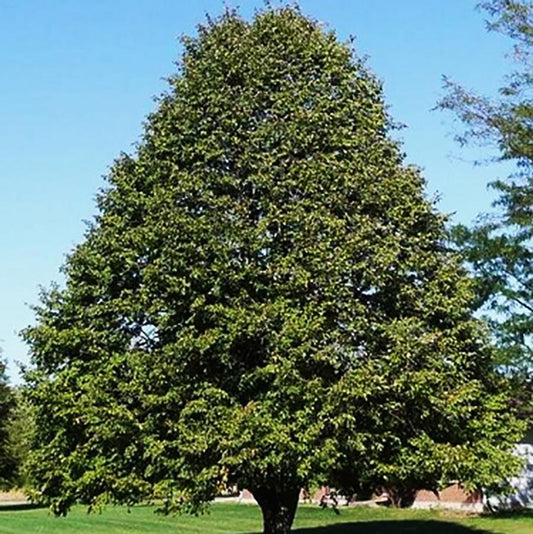 Redmond Linden - LandscapeDirect
