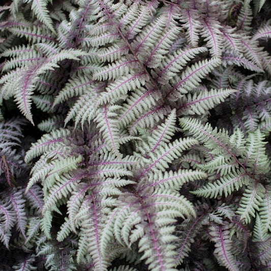 Regal Red Japanese Painted Fern - LandscapeDirect