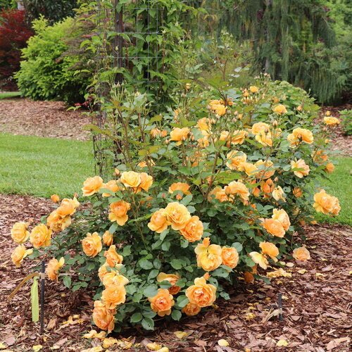 REMINISCENT® Ginger Rose - LandscapeDirect