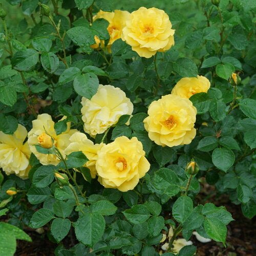 Reminiscent® Yellow Garden Rose - LandscapeDirect