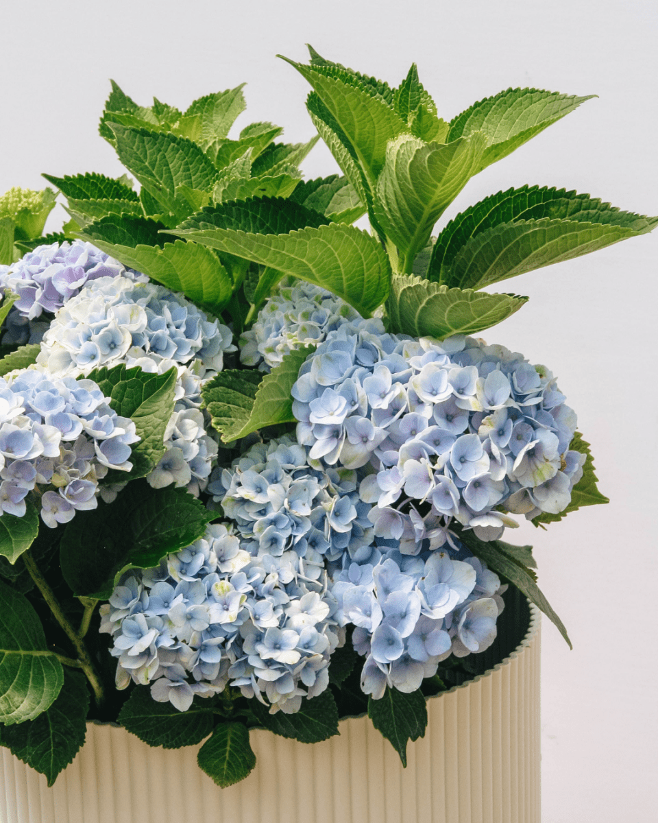 Revolution Hydrangea - LandscapeDirect