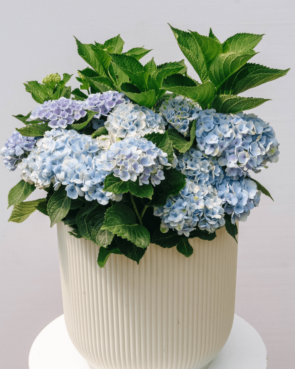 Revolution Hydrangea - LandscapeDirect