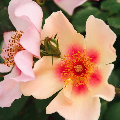 Ringo All - Star Rose - LandscapeDirect