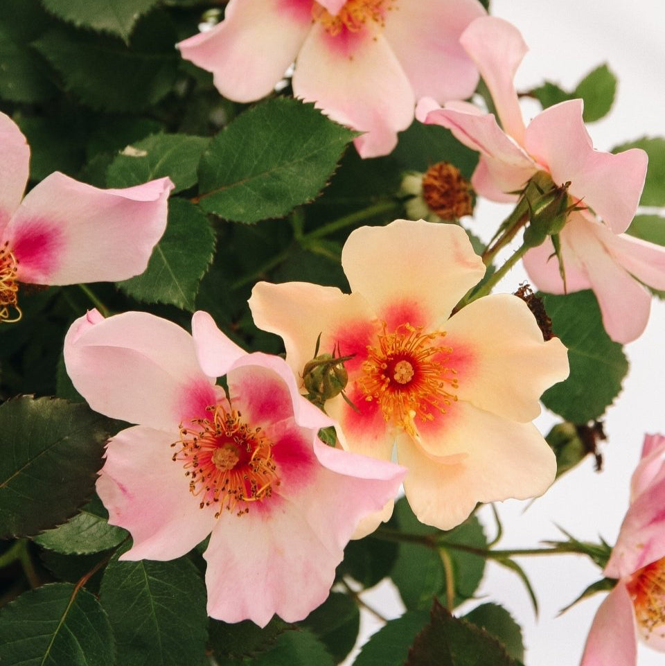 Ringo All - Star Rose - LandscapeDirect