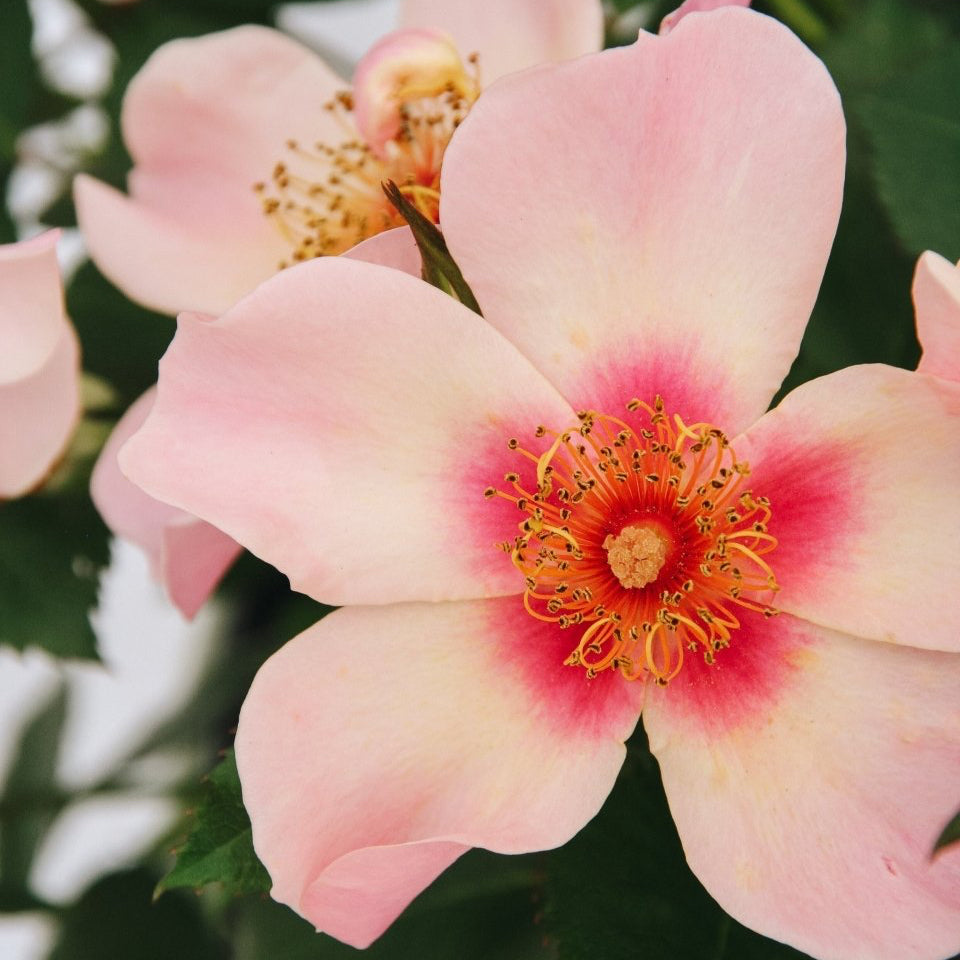 Ringo All - Star Rose - LandscapeDirect
