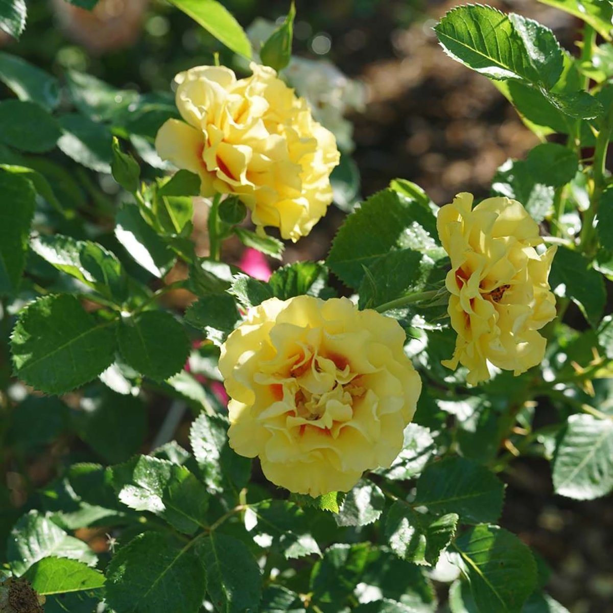 Ringo Climbing Rose - LandscapeDirect