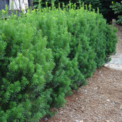 Rising Star Yew - LandscapeDirect