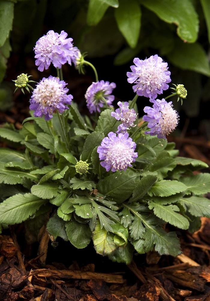 Ritz Blue Pincushion Flower - LandscapeDirect