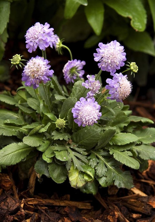 Ritz Blue Pincushion Flower - LandscapeDirect