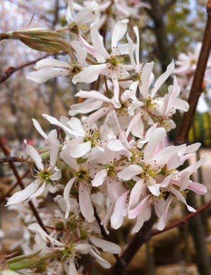 Robin Hill Serviceberry - LandscapeDirect