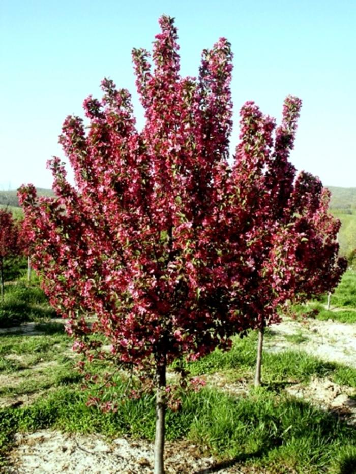 Robinson Crabapple - LandscapeDirect