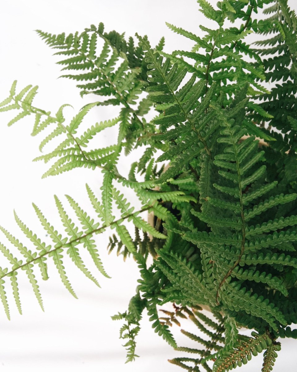 Robust Male Fern - LandscapeDirect