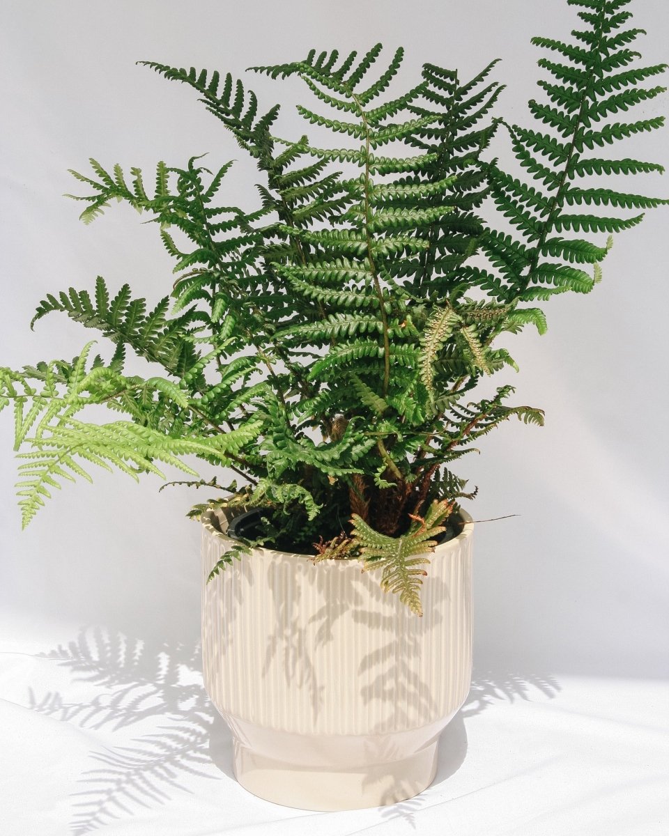 Robust Male Fern - LandscapeDirect