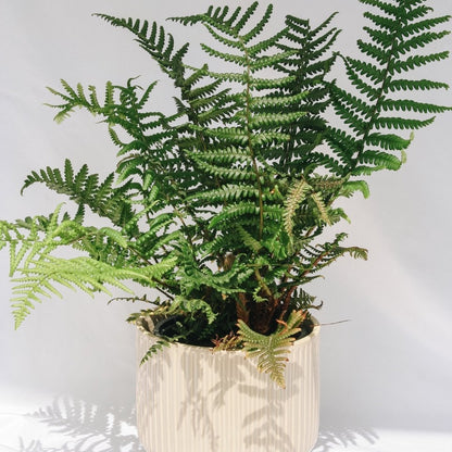 Robust Male Fern - LandscapeDirect