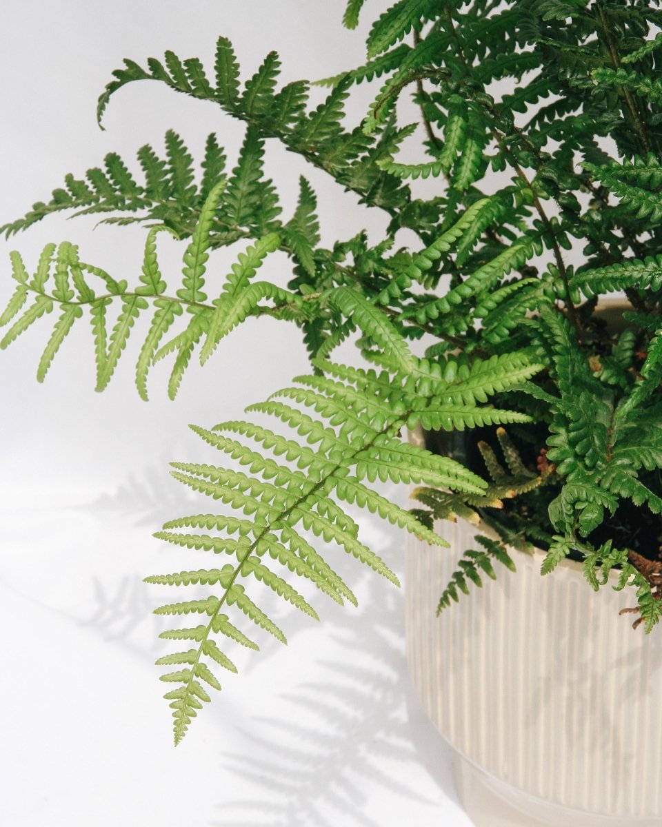 Robust Male Fern - LandscapeDirect