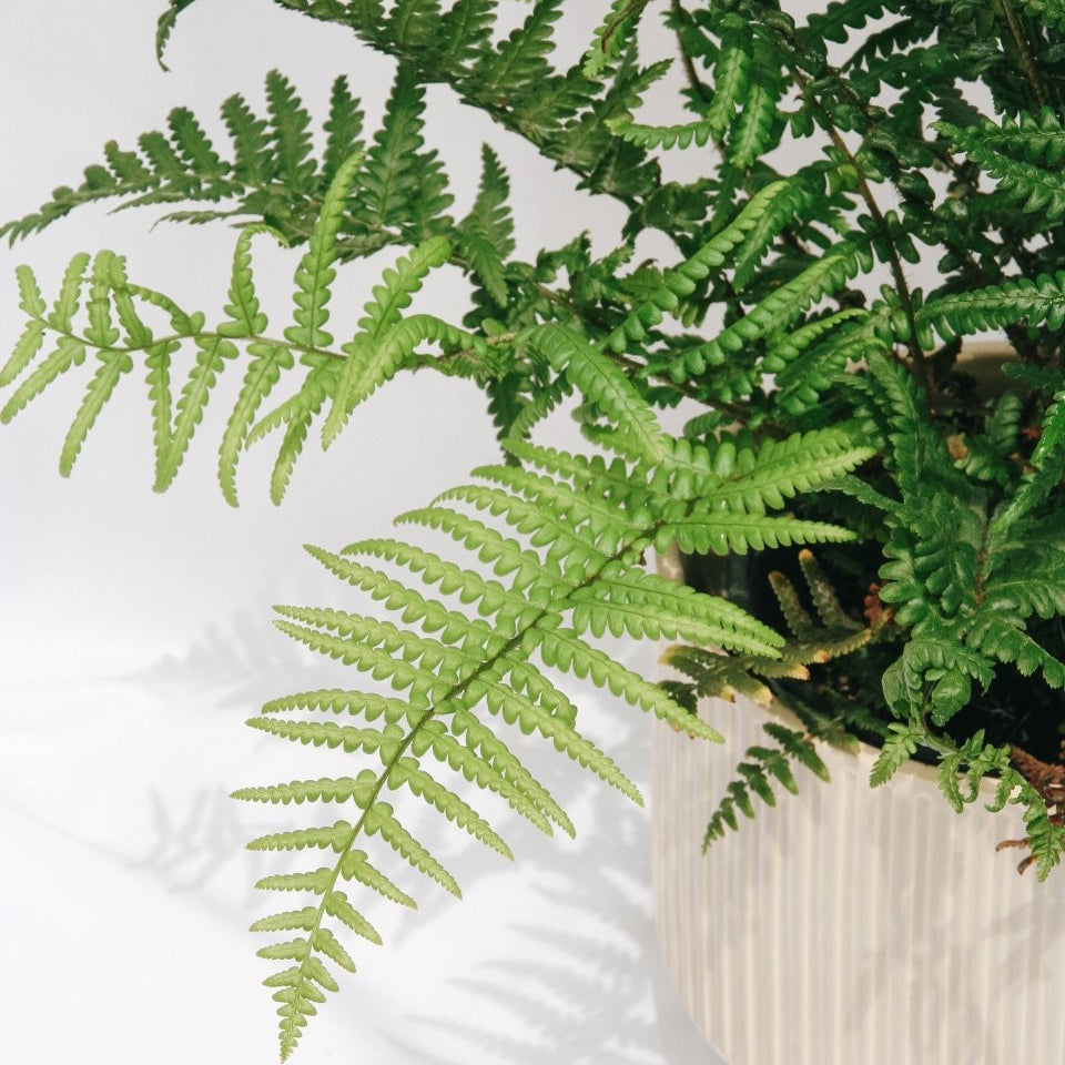 Robust Male Fern - LandscapeDirect
