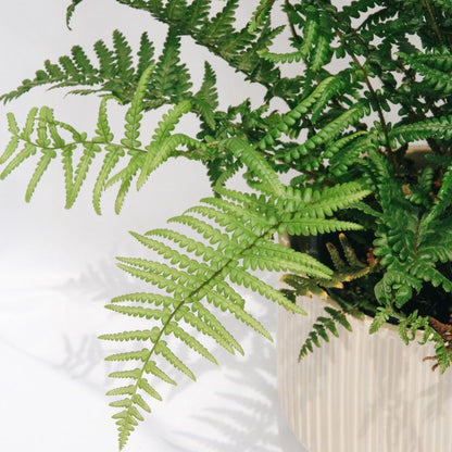 Robust Male Fern - LandscapeDirect