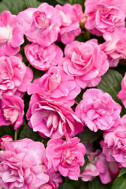 Rockapulco® Rose Impatiens - LandscapeDirect