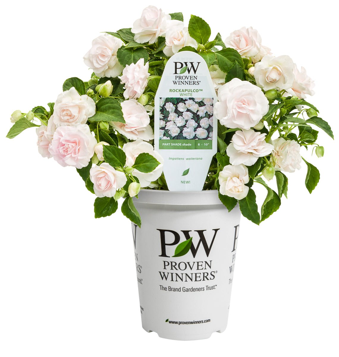 Rockapulco® White Impatiens - LandscapeDirect