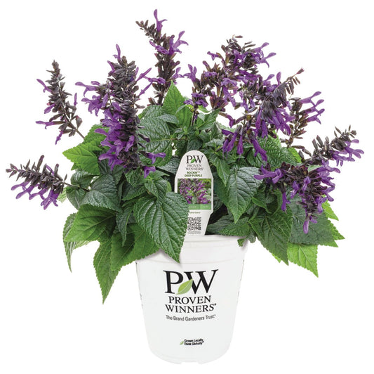 Rockin Deep Purple Salvia - LandscapeDirect